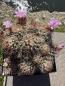 Preview: Turbinicarpus pseudomacrochele